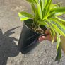 plant Image 2