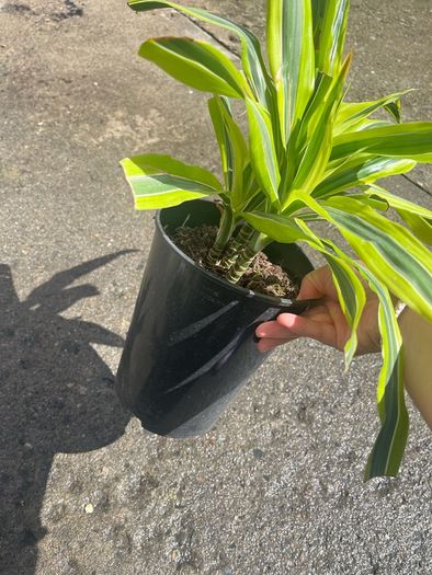 plant
