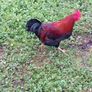 Wellsomer pullets for sale Image 4