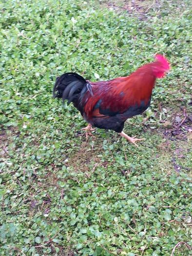 Wellsomer pullets for sale
