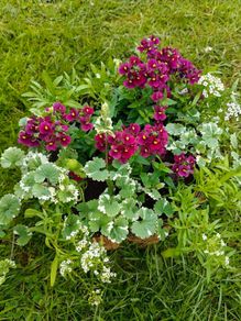 Potted hanging basket