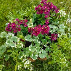 Potted hanging basket