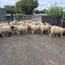 Ewe Hoggets for sale Image 8