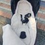 Pram Image 3