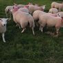 Sheep Image 6