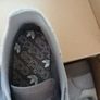 Adidas Spezial trainers Brand new in box Image 7