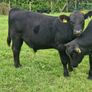 10 AAX bull wealings for sale Image 4