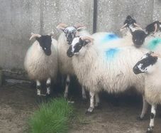 Sheep