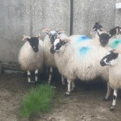 Sheep