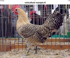 Fertile Eggs::Lemon Pencilled Friesian, Rare