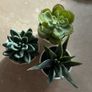 Artificial plants x 3 Image 2