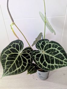 Anthurium Clarinervium Plant