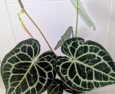 Anthurium Clarinervium Plant