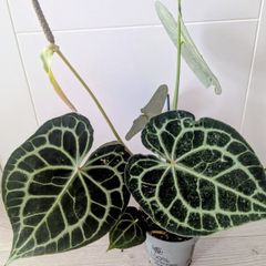 Anthurium Clarinervium Plant