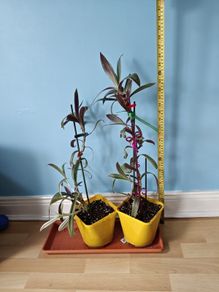 Houseplants
