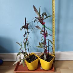 Houseplants