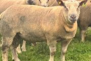 Charolais Rams