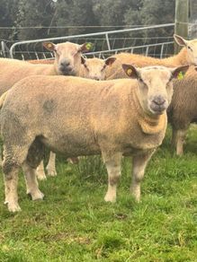 Charolais Rams
