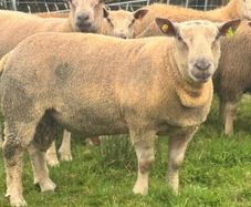 Charolais Rams