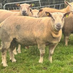 Charolais Rams