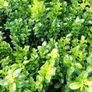 Box Hedging Image 10