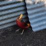 Ornamental Pheasants for sale Image 9