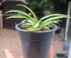 spider plant