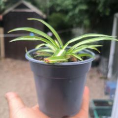 spider plant