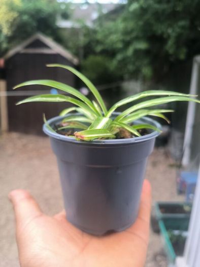 spider plant