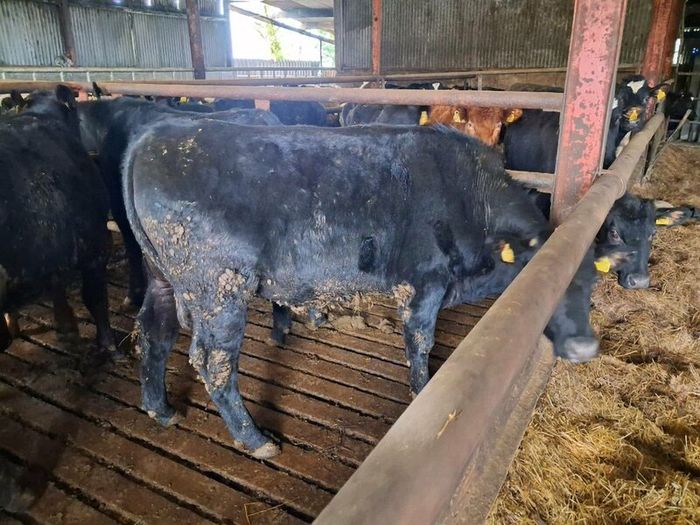 Aa bullocks