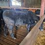 Aa bullocks Image 2