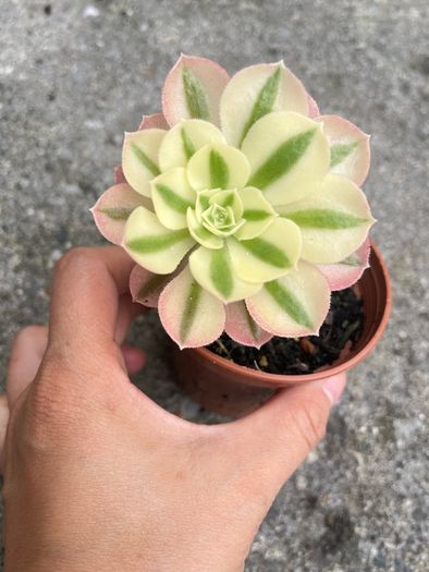 plant