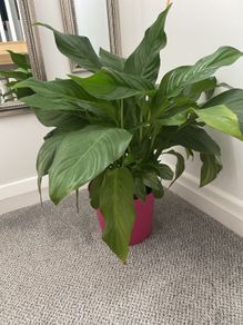 Large Peace Lily