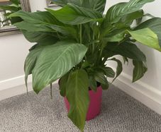 Large Peace Lily