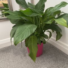 Large Peace Lily