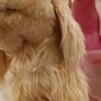 Pucci Pups Image 4