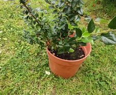 Beautiful Plant