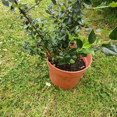 Beautiful Plant