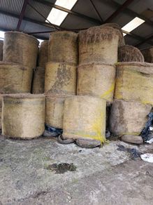 Fine quality hay