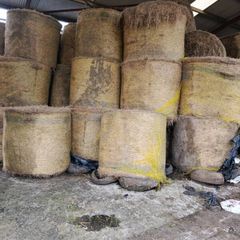 Fine quality hay