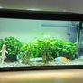 Complete 58L Tropical Aquarium Setup Fish, Live Plants, Heater, Filter  Accessories Image 5