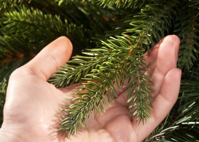 Full PE 7ft Super Realistic Artificial Christmas
