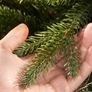 Full PE 7ft Super Realistic Artificial Christmas Image 6