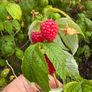 Everbearing Raspberry Canes available from February 2026 Image 7