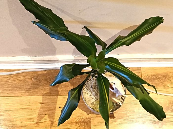 DRACENA - photos edit