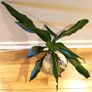 DRACENA - photos edit Image 8