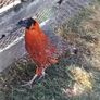 Ornamental Pheasants for sale Image 4