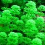 Aquarium Plants Image 2