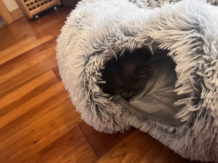 EasyStar, Plush Cat Tunnel for Indoor Cats, 80x25cm,