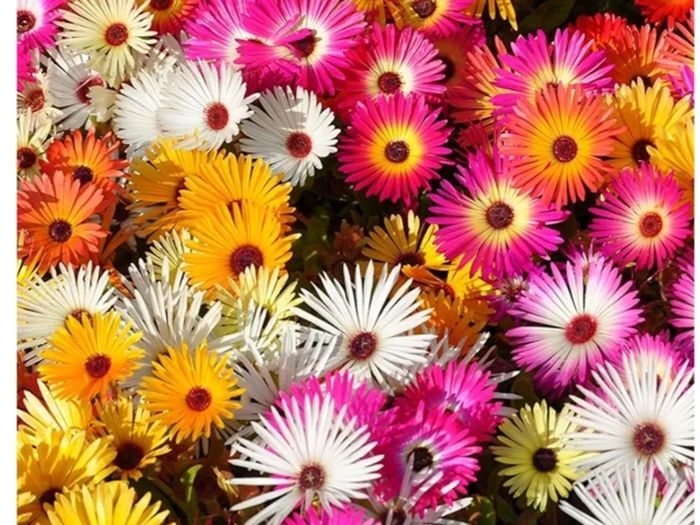 Livingstone Daisy Flowers seeds 0.5 g